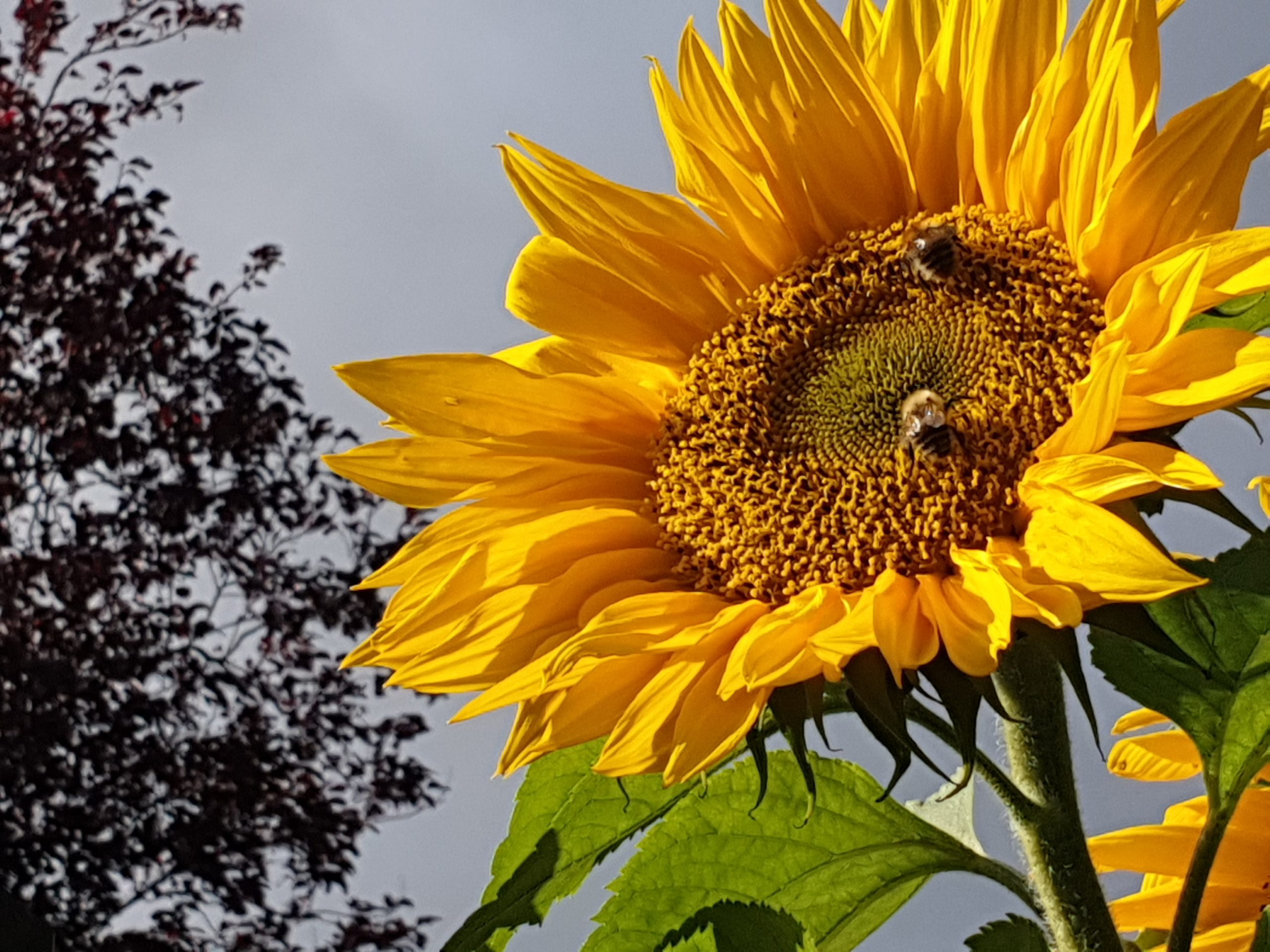 Sunflowers & sustainability
