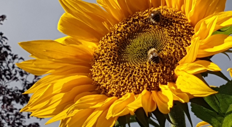 Sunflowers & sustainability